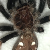 B. hamorii male or female? [2/2]