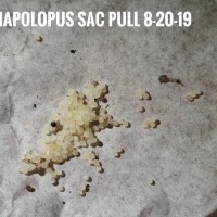 First sac ever