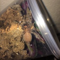 Poecilotheria regalis [ventral sexing]