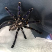 Poecilotheria metallica [dorsal sexing] [1/2]