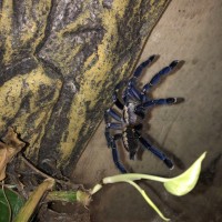 Poecilotheria metallica [dorsal sexing] [2/2]