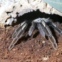 Ephebopus murinus