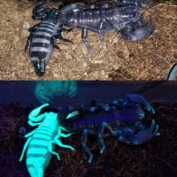 Scorpionmolt