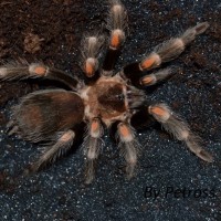 Brachypelma auratum