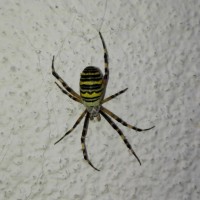 Argiope bruennichi