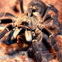 C. darlingi eating a superworm