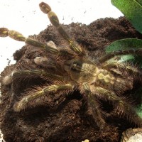 Poecilotheria rufilata