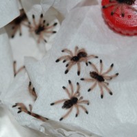 A.avicularia morphotype 6 babies