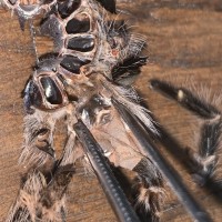 Grammostola pulchripes [molt sexing]