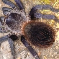 Pterinopelma sazamai