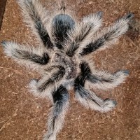 Freshly Molted MM B. albo