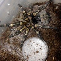 0.1 G. pulchripes Freshly Molted