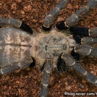 Ornithoctoninae Sp. Titiwangsa (Haplopelma robustum of hobby market)