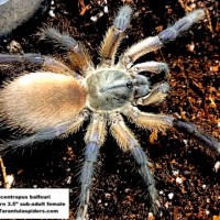 M.balfouri(F)3.5in_SA_1