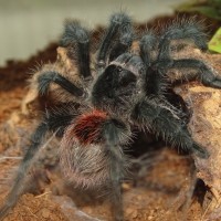 0.1 Grammostola actaeon