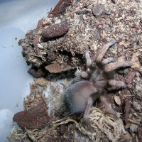 Aphonopelma bicoloratum