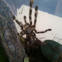 Poecilotheria subfusca