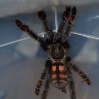 Psalmopoeus irminia