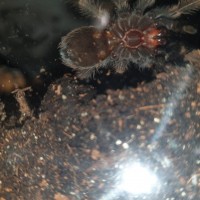 Brachypelma hamorii [ventral sexing]