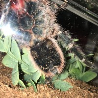 Grammostola pulchripes [ventral sexing]