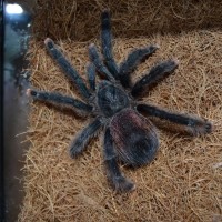 Avicularia avicularia