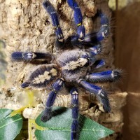 Poecilotheria Metallica  0.1.0