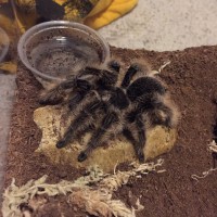 Brachypelma Albo "Hybrid" ID