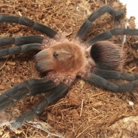 Gigas stretching out after molting