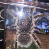 B. albopilosum Ventral Sexing