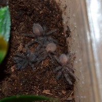 M.Balfouri