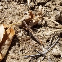 Ground mantis