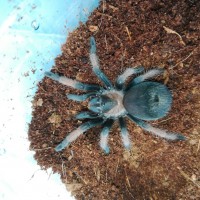 Brachypelma emilia