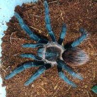 Brachypelma vagans  number 1