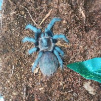 Brachypelma vagans number 2