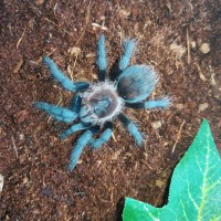 Brachypelma vagans number 3