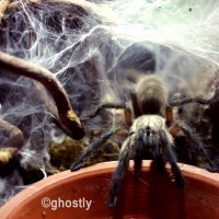 Monocentropus balfouri communal member at the water dish