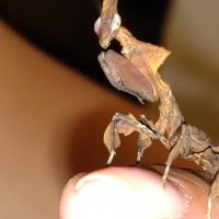 Phyllocrania paradoxa "Ghost mantis" l4-l5