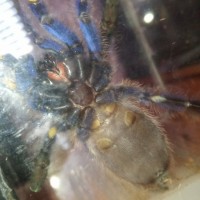 P.metallica Male or famale?