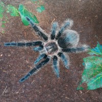 Brachypelma albopilosum