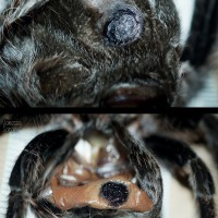 Brachypelma albopilosum Adult Female 6"