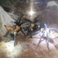 Monocentropus balfouri