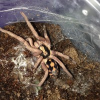 0.1 Hapalopus sp. Columbia Large