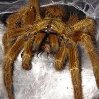 0.1 P. murinus Feeding Up-Close