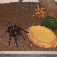 Brachypelma albopilosum