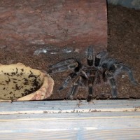 Grammostola pulchripes