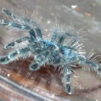 My Very Own Blueberry (Caribena versicolor 0.75")