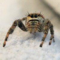 Phidippus clarus