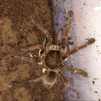 Sold As Goliath Birdeater