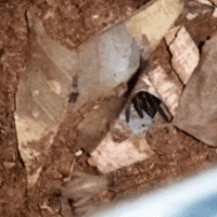 Arbanitis sp. Tambourine (GIF)