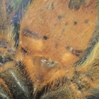 OBT (P. Murinus) 3”